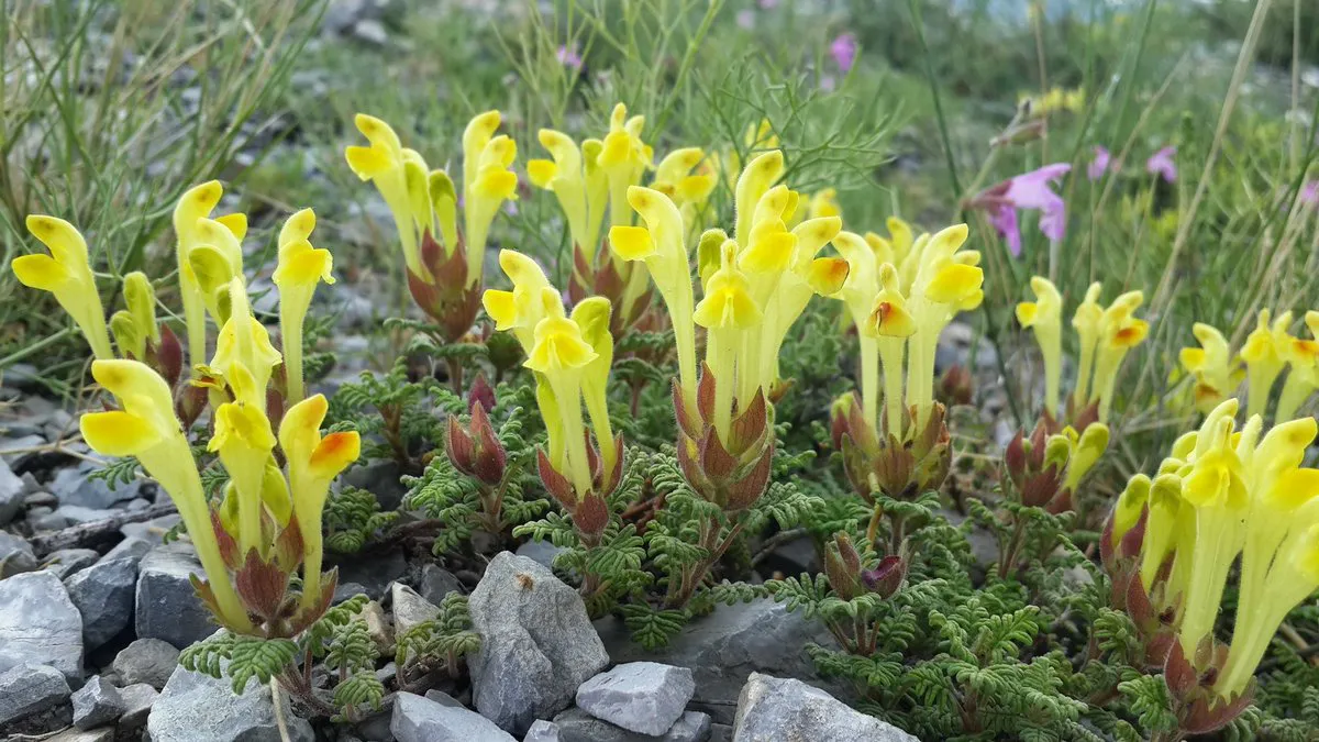 Uzundere Doğa Cenneti — Çoruh Vadisi Bitki Örtüsü